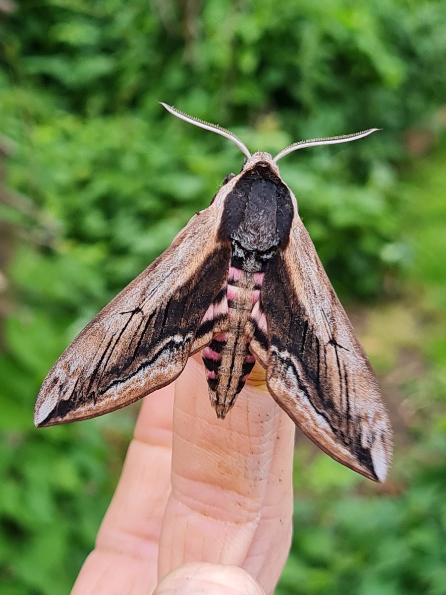 The beast is back!!
This stunning Privet hawk moth turned up last night,  and always a treat. 
The only problem is finding a pot big enough.
89 of 46 last night, with another decent micro turnout. 
S Monmouthshire 
#mothsmatter #teammoth