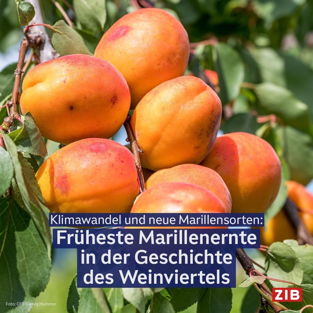 Der meteorologische Frühling war in Österreich der wärmste seit Messbeginn vor mehr als 250 Jahren.  Manch einer hier bezweifelt diese Fakten. Die Natur kann das nicht. Sie reagiert: