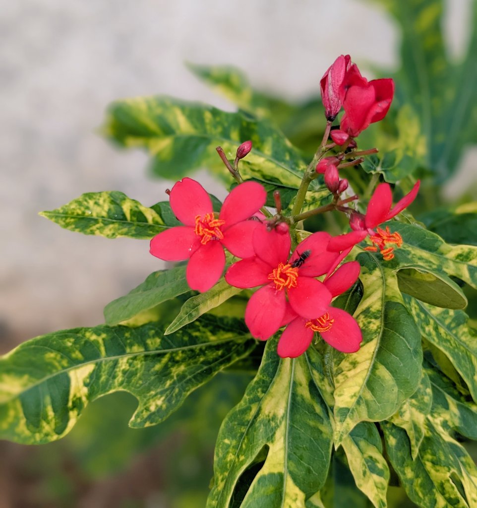 tusharmangl's tweet image. रह गए मेरे पास सन्नाटे-
भीड़ लेकर चला गया कोई
- आरिफा शबनम

#Shayari #shareyourthoughts #tusharmangl  #HindiShayari #tusharmanglphotography  #UrduShayari  #DilKiBaat #IshqShayari #PyarShayari #DardShayari #Ghazal  #Izhaar #PoetryCommunity #HindiPoetry #Emotions #Kavita