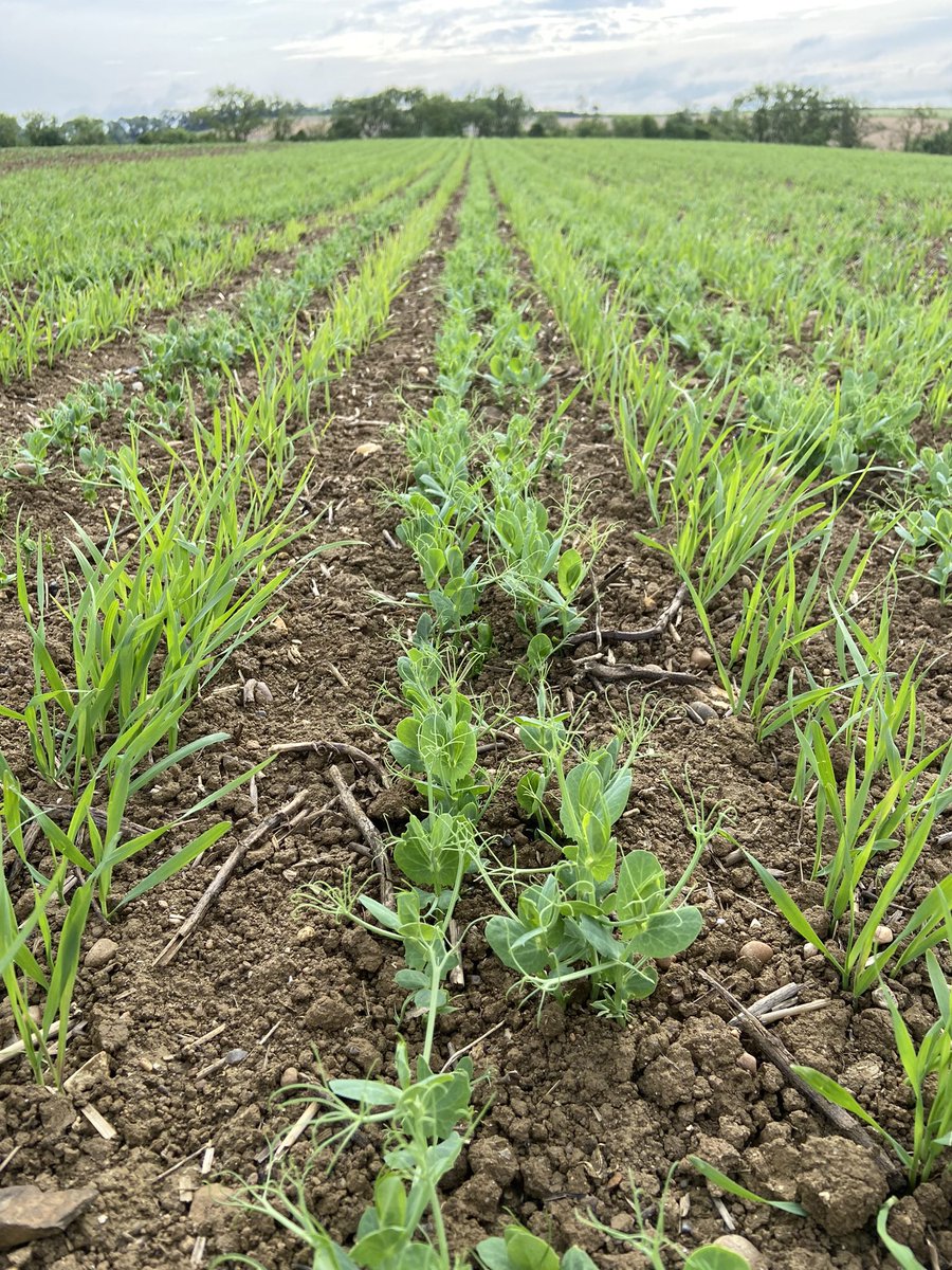 The Allerton Project tweet media