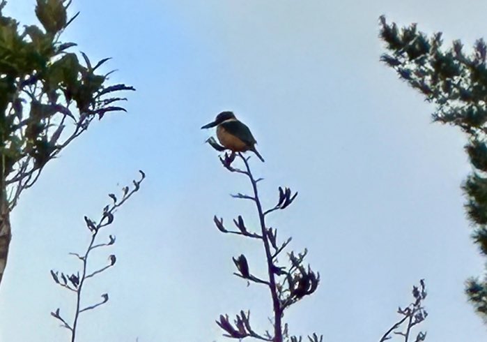MNLE24's tweet photo. @ExploreNZtravel I got a decent picture, what a beautiful bird, not easy to spot him! https://t.co/tfeBEa7OgY