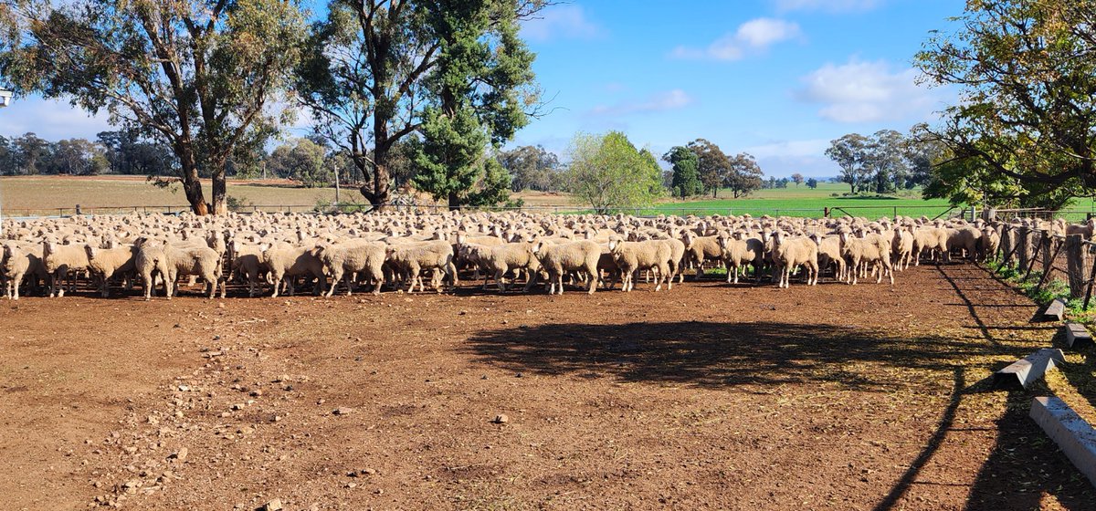 We had a great day yesterday near Tallimba - running 1 of the project group meeting for the joining ewe lamb project - check out our latest blog for the key learnings.

sheepmetrix.com.au/blog/3imfdnvh0…