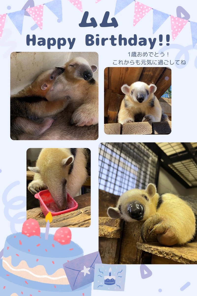 本日、６月６日は……
#ミナミコアリクイ「ムム」１歳のお誕生日です！
担当者からの素敵な画像でお祝いです♪
お誕生日おめでとう！
これからも元気に過ごしてね！
#野毛山動物園 #入園無料 #お誕生日