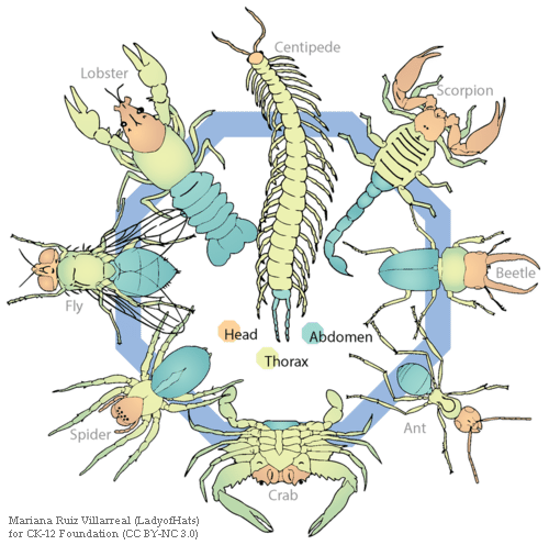 EntomoDaily's tweet photo. Abdomen 🪲, metasoma 🐝, opistosoma 🕷️, pleon 🦐... ¿Por qué la misma parte del cuerpo recibe nombres diferentes según el artrópodo? Pues porque, en realidad, su origen (tipo y número de segmentos) y función son distintos. Aunque, por comodidad, solemos recorrer a los clásicos 👇 https://t.co/ONulRcPKMy