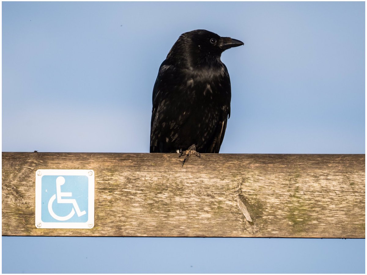 Tonydotlufc's tweet image. A Crow with only one foot, @Bempton_Cliffs think of everything