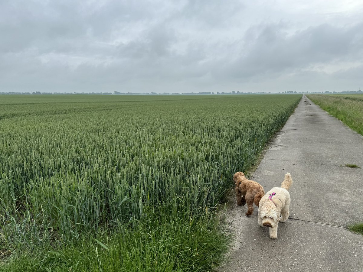 grand_nb's tweet photo. Kijk eens hoe hoog het nog groene graan al staat! #oldambt #graanrepubliek https://t.co/CMJ0YasKpb