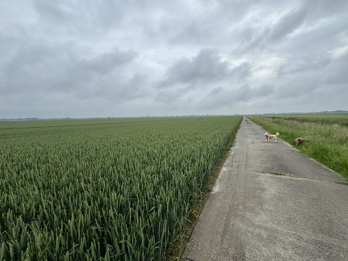 grand_nb's tweet photo. Kijk eens hoe hoog het nog groene graan al staat! #oldambt #graanrepubliek https://t.co/CMJ0YasKpb
