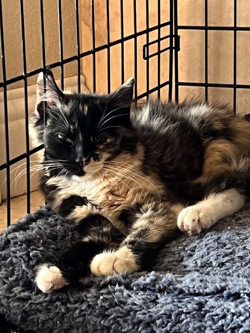 Pretty kitten that we caught yesterday. She&rsquo;s a little feral. Hopefully I can tame her 🤞 The sister to