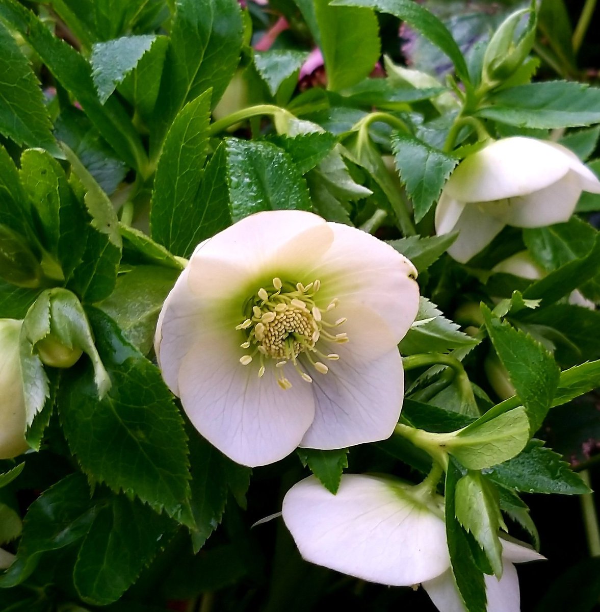 Stephen G. Rae tweet media