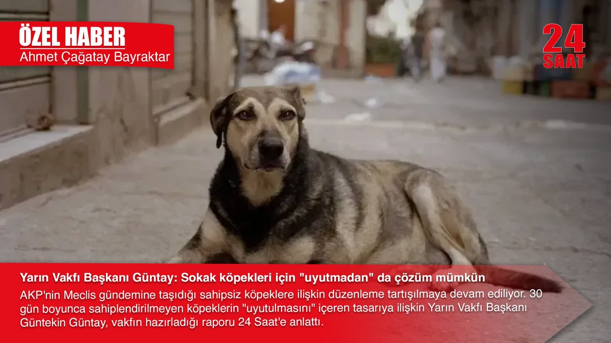 24SaatGazete06's tweet image. ÖZEL HABER | A. Çağatay Bayraktar
Yarın Vakfı Başkanı Güntay: #sokakköpekleri için &quot;uyutmadan&quot; da çözüm mümkün 

📌#AKP &apos;nin Meclis gündemine taşıdığı sahipsiz köpeklere ilişkin düzenleme tartışılmaya devam ediliyor. 30 gün boyunca sahiplendirilmeyen köpeklerin &quot;uyutulmasını&quot;…