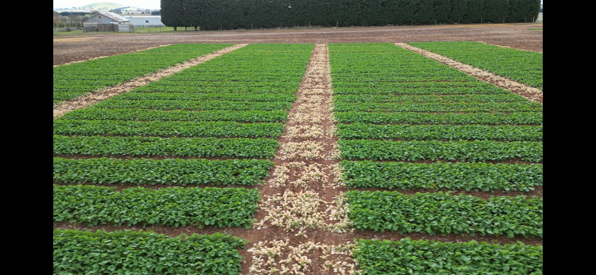 Altora Ag - Ballarat tweet media