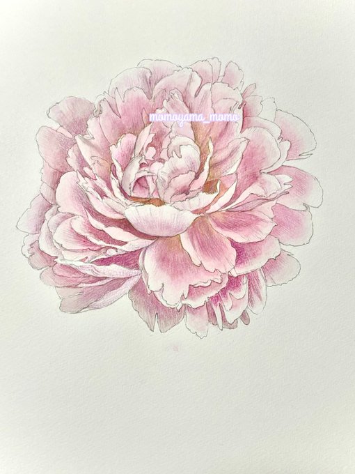 「painting (medium) pink flower」 illustration images(Latest)