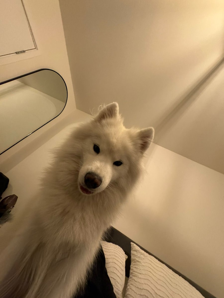 samoyed_ghost's tweet photo. Hello dad, when is mum coming home? 🤔 #DogsofX https://t.co/3R79jRyBmN