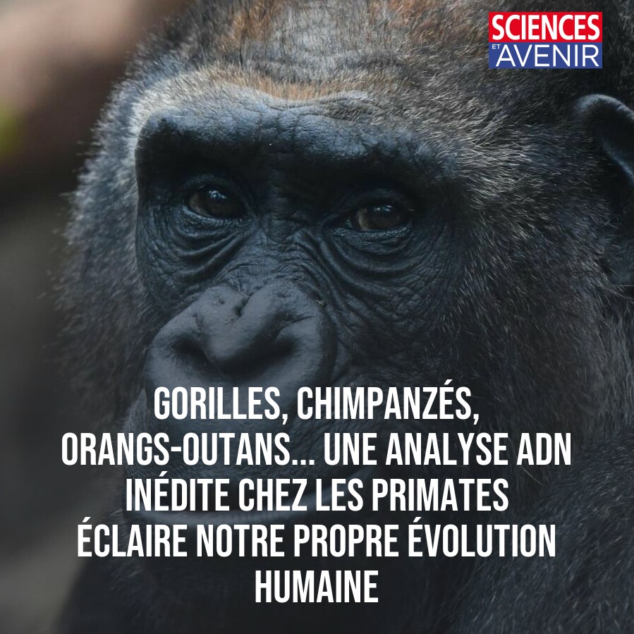 Gorilles, chimpanzés, orangs-outans... Une analyse ADN inédite chez les primates éclaire notre propre évolution humaine 👉 l.sciencesetavenir.fr/KYA