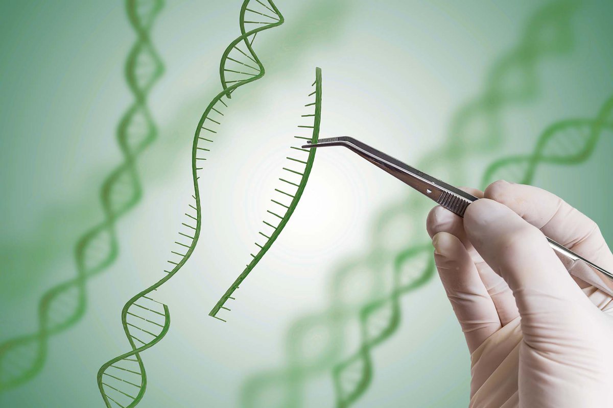 We're pleased to share that we’ve opened the rights to our CRISPR genome-editing and breeding technologies for academic research. 📷 The technologies are now available through our Shoots by Syngenta platform to license:  syngentagroup.com/newsroom/2024/…

#ShootsbySyngenta #Innovation