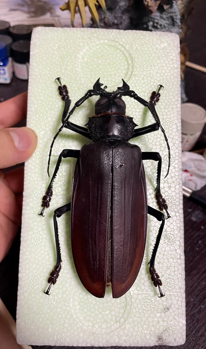 そしてコイツらも届きました〜！ウッヒョ〜〜！！！ テイオウ