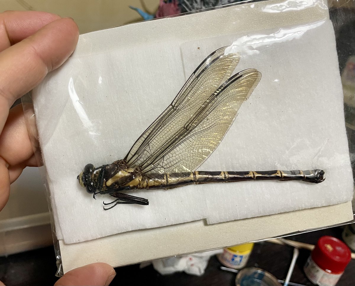 そしてコイツらも届きました〜！ウッヒョ〜〜！！！ テイオウ