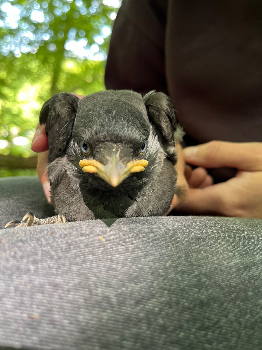 Jackdaws breed so synchronously that I don’t see much of the family during ringing week, so it was great to have them come and visit me in the field on Sunday. Elo loved it, but Joaquin’s feelings more accurately reflected those of the X25 chick. He’ll learn.