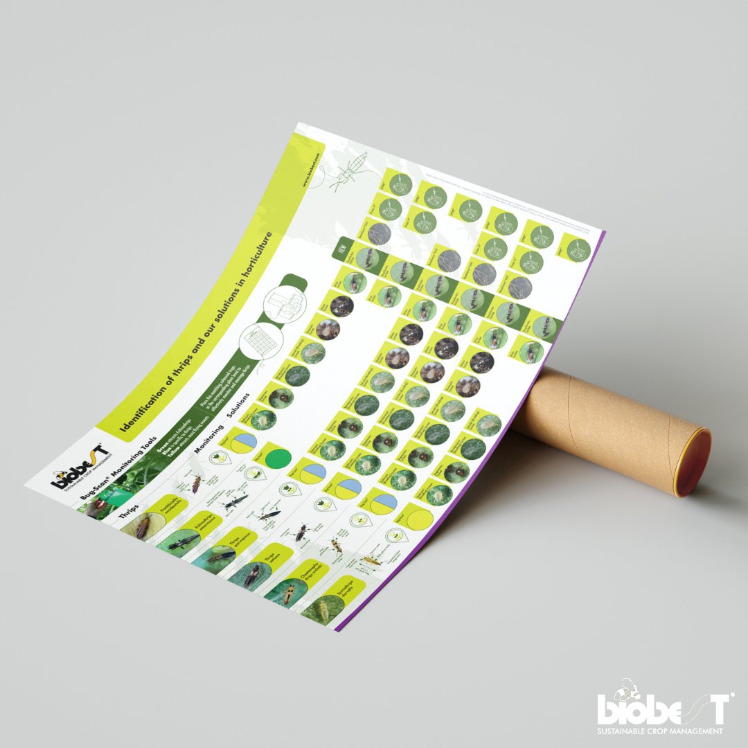 [DOWNLOAD] Attention growers! Say goodbye to thrips troubles with our brand-new Thrips Identification Poster! Don't miss out - download your poster today!
bit.ly/thrips-poster

#poster #thripsmanagement #cropprotection #download #biobest