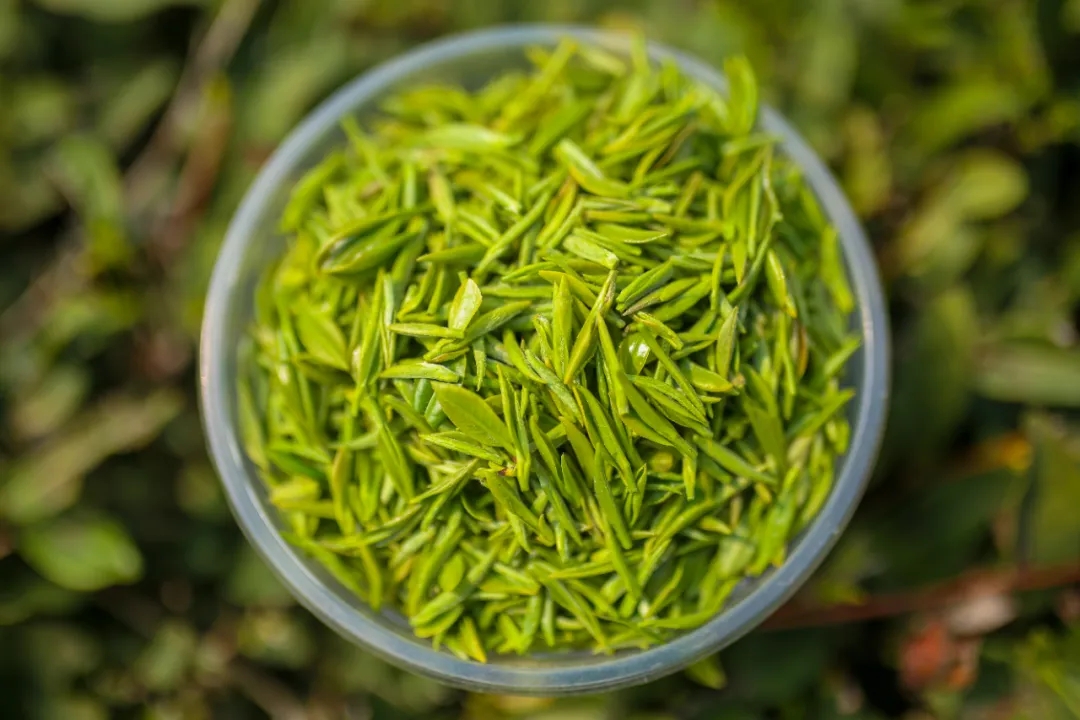 ThisisBijie's tweet photo. Wusa Roasted #Tea 🍵 from #Bijie's Weining county is made using an ancient #teamaking technique. Both hot and cold water can be used to soften the green tea leaves. The special teapot 🫖 is simple, unadorned, heat-resistant, and able to retain the tea's aroma. #BijieCulture https://t.co/EqFaHTHkfw