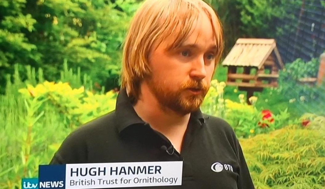 VB_RADAR's tweet image. Great to see @_BTO blackbirds in gardens survey (part of @VB_RADAR led by @HughHanmer and Rob Robinson) featured on @itvnews . If you have a garden and want to help us understand how Usutu virus might be impacting blackbirds please sign up here bto.org/blackbirds-gar…