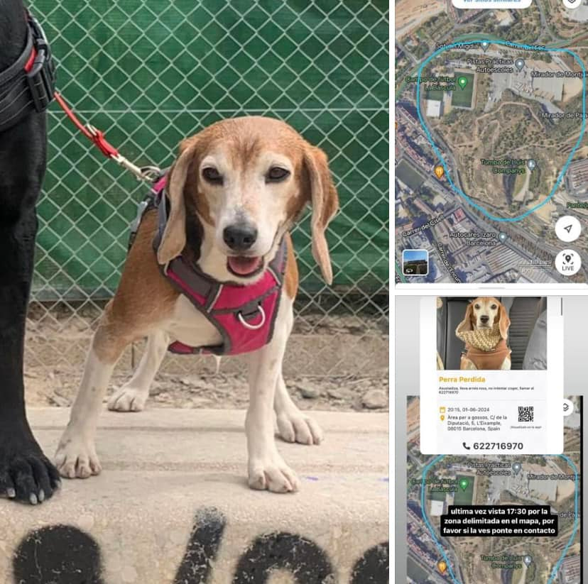 Hola <a href="/DANIROVIRA/">Dani Rovira</a> se nos perdió Muffin en Barcelona el sábado después de un petardo, ¿podrías difundir? Estamos buscándola por la zona de Montjuic que es donde se la vió por última vez. ES MUY MIEDOSA, NO INTENTEIS COGERLA, LLAMAD al 622 716 970 o a la policía si la vieseis.