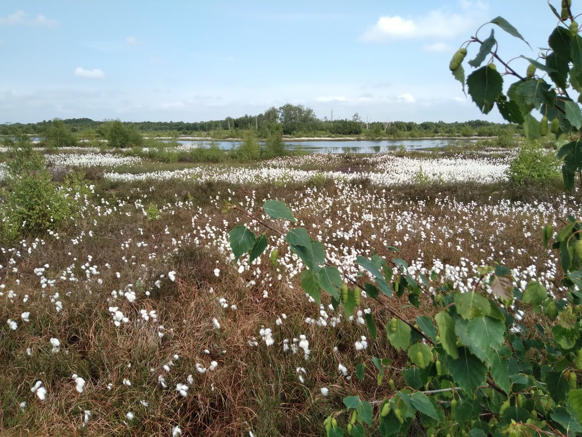 Fred Worrall (@fredworralldu63) on Twitter photo 2 fully funded MSc research positions. Research will be on how peatlands can directly mitigate climate change - one will use field collected data and the other Earth observation. Apply via durham.ac.uk/study/postgrad… or contact me. Application by 2nd July <a href="/JLAKnapp/">Julia Knapp</a> <a href="/DurUniEarthSci/">Durham Earth Science</a> 2 fully funded MSc research positions. Research will be on how peatlands can directly mitigate climate change - one will use field collected data and the other Earth observation. Apply via durham.ac.uk/study/postgrad… or contact me. Application by 2nd July <a href="/JLAKnapp/">Julia Knapp</a> <a href="/DurUniEarthSci/">Durham Earth Science</a>