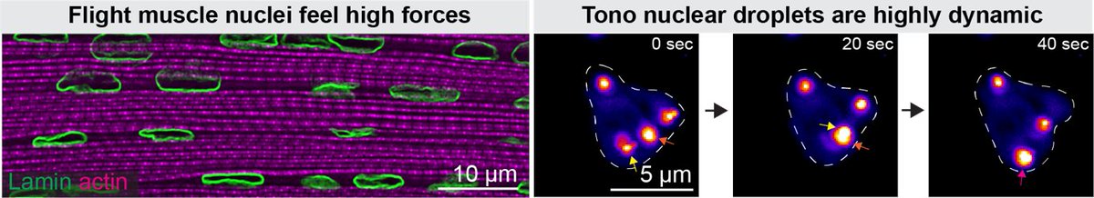 IBDM (@ibdmmarseille) on Twitter photo 📣 New PhD opportunity in studying how muscle nuclei sense pressure to coordinate sarcomere morphogenesis with mitochondrial metabolism! Join the <a href="/SchnorrerL/">Frank Schnorrer</a> team now 👉 ibdm.univ-amu.fr/ibdm_job/phd-p… 📣 New PhD opportunity in studying how muscle nuclei sense pressure to coordinate sarcomere morphogenesis with mitochondrial metabolism! Join the <a href="/SchnorrerL/">Frank Schnorrer</a> team now 👉 ibdm.univ-amu.fr/ibdm_job/phd-p…