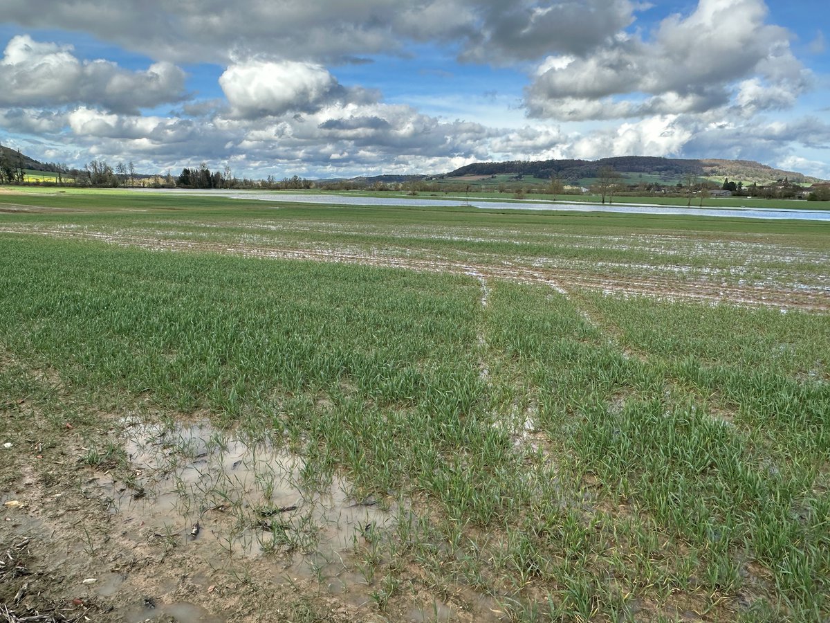 En 2024, le printemps le plus pluvieux depuis 2008, les céréales d’hiver en souffrance
➡️urlz.fr/qTF1
#printemps #crues #inondations #céréales #agriculture