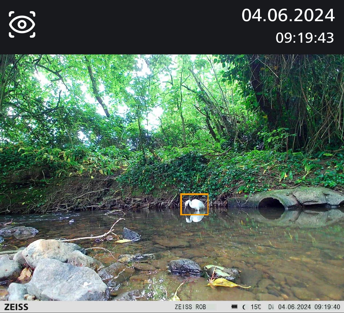 Rob Williams (@robsrw) on Twitter photo At my desk and the <a href="/ZEISSBirding/">ZEISS Birding</a> SecaCam sends me a message with a photo of a Little Egret in the stream at the end of the garden! At my desk and the <a href="/ZEISSBirding/">ZEISS Birding</a> SecaCam sends me a message with a photo of a Little Egret in the stream at the end of the garden!