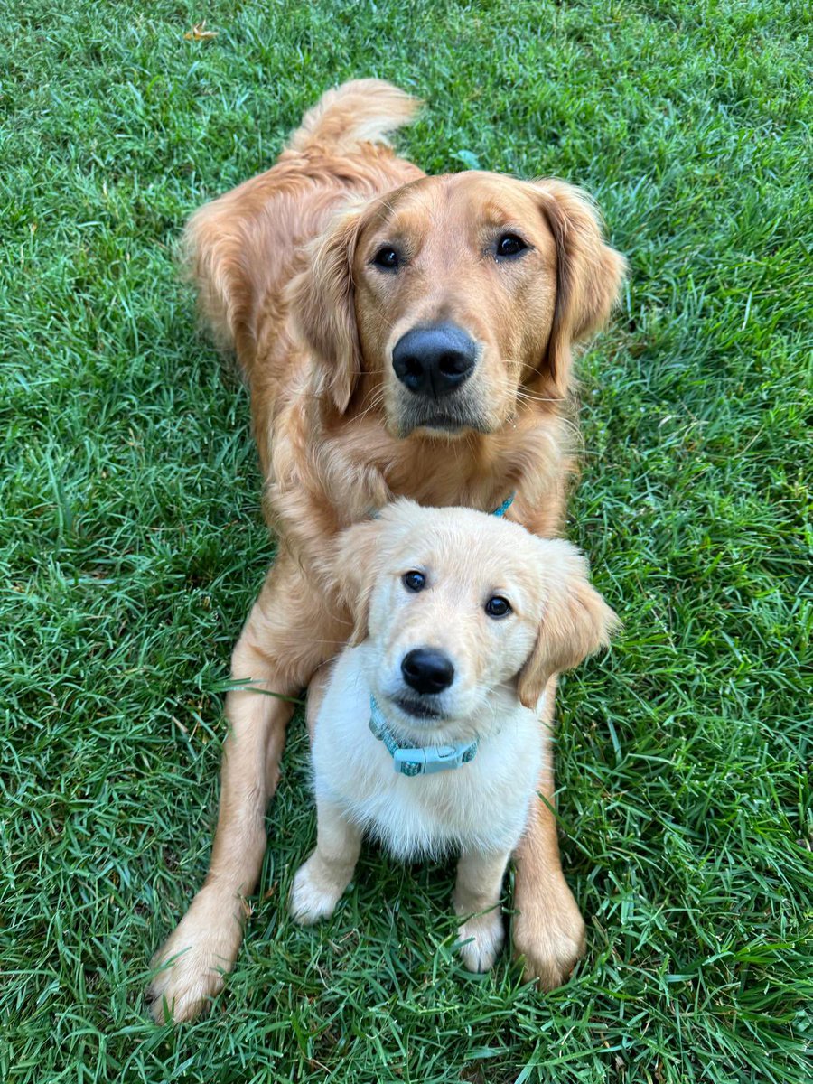 redcap.vcu.edu/surveys/?s=NKH…

I would love 2 minutes of your time in completing this quick survey regarding your practice in anal dysplasia/cancer screening! And if you don’t screen or do HRA, great! Would love to know that too.

Here are my two pups for payment, thanks! #ASCRS24