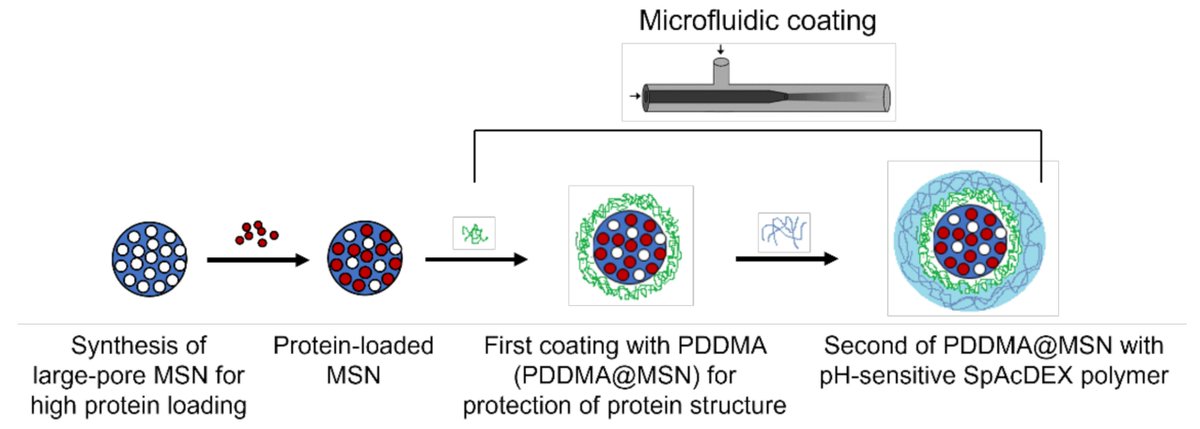 Biosensors_MDPI's tweet photo. #Article
Microfluidic-Assisted Fabrication of Dual-Coated pH-Sensitive Mesoporous Silica Nanoparticles for Protein Delivery by Berrin Küçüktürkmen, et al.
https://t.co/x541rA6S5F
@MDPIOpenAccess @ChemMatSci_MDPI @AboAkademi @AnkaraUni_en
#microfluidics #pHresponsive #openaccess https://t.co/9UDW7YLUZQ