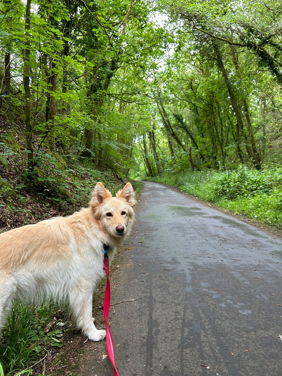 boatypat's tweet photo. A little damp today so a lead walk where the βboy racersβ like to beat their #personalbests . The trees provide cover #gsd #dogs #stayingsafe https://t.co/V6SYo3WZWu