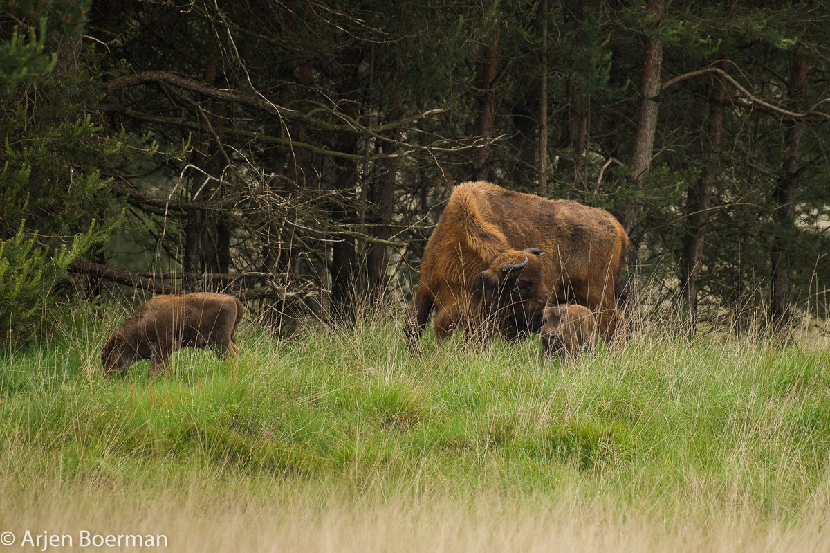 De wisentkudde op de Veluwe is verder uitgebreid met de geboorte van twee kalfjes. Blij nieuws, zeker omdat de wisent nog steeds een bedreigde diersoort is. 🦬🌱 Lees hier meer:

freenature.nl/nieuws/2024/tw…