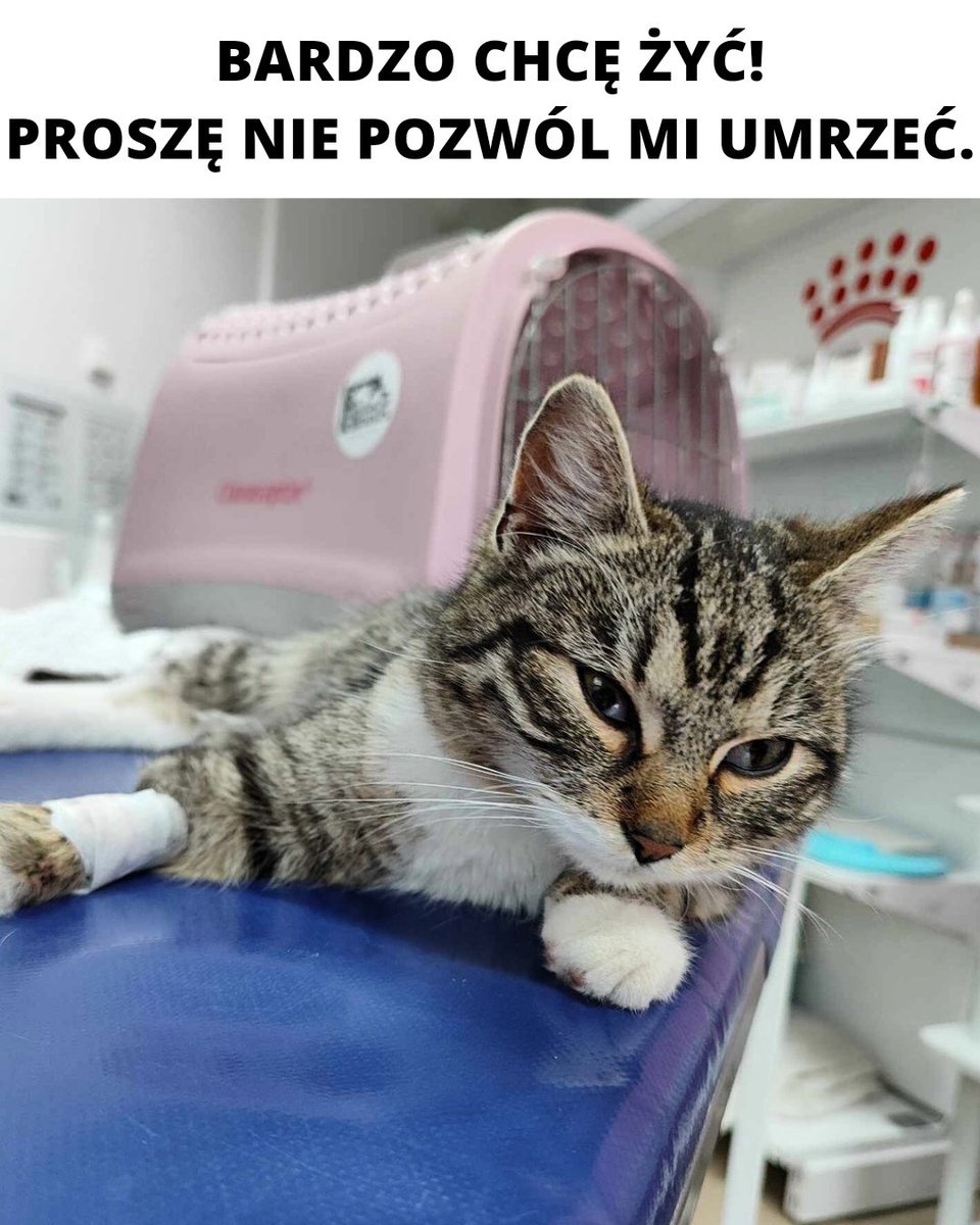‼️‼️‼️Szukam jeszcze 253 osoby, które wpłacą 5 zł dla Cary 🙏🙏

Jest Was tu tak dużo, proszę pomóżcie, przecież 5 zł to nie dużo.

pomagam.pl/carawalczy

Kotka walczy o życie 💔😭