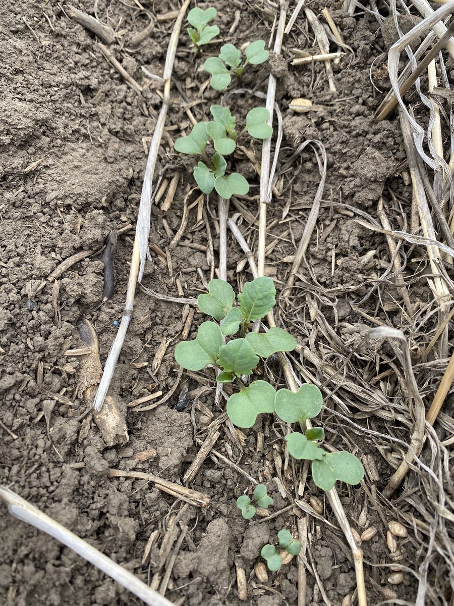 Lumiderm vs Buteo. 10 feet apart