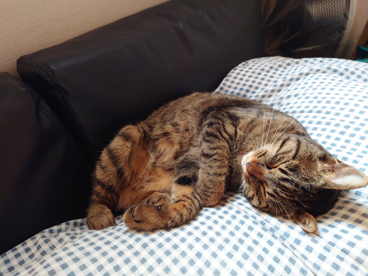miya30303's tweet photo. 猫が可愛すぎて沼 https://t.co/YPMV9oKQYe