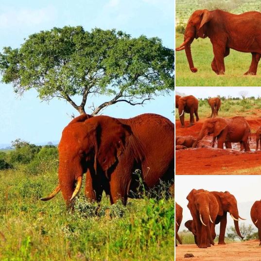 “Red Elephants” of Tsavo National Park Kenya 🇰🇪 The red elephants of Tsavo are the ONLY “red elephants” in the world. Actually, they are really the same colour as every other elephant in the world, but they just appear red due to constantly dust-bathing with the Park's fine red