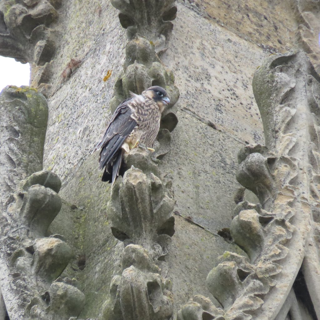 camperegrines's tweet image. Thankfully the chick is fine and was spotted perched high on the nest site building. It was was also seen flying confidently in the area.