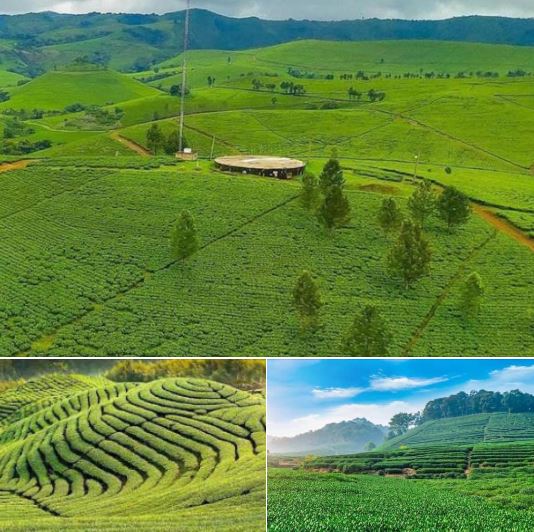 The Djuttitsa tea plantation in Menoua, closer to Dschang, west region of Cameroon 🇨🇲 Cameroon is so rich