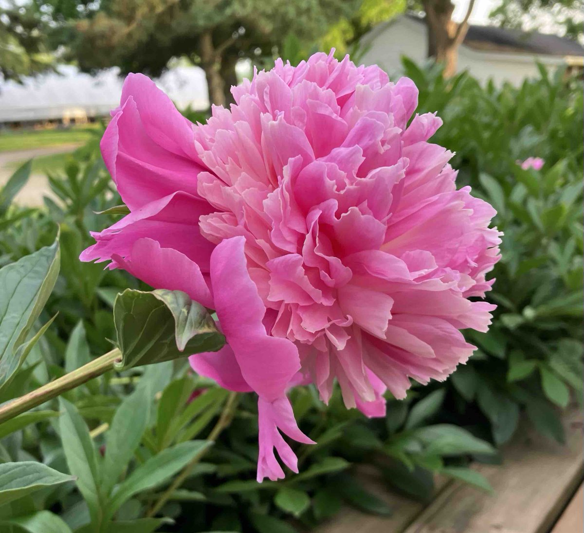 HutchinsonFarm's tweet photo. I can’t let early spring go by without sharing my favourite flower…peonies!
This heritage variety has been growing in our farm garden since 1935.
And it smells even better than it looks! https://t.co/YnZJxyEjnY