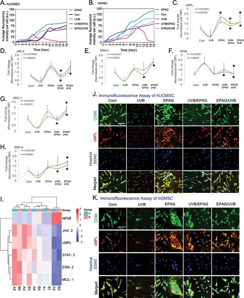 rdshrestha88's tweet photo. We are excited to share our article on the use of eltrombopag for angiogenesis and vasculature formation of endothelial lineages derived from MSCs, as well as for protecting MSCs against radiation damage. @plateletjournal @AnalyticaAnka  @chettinad_univ 
https://t.co/hGCUt3io4P https://t.co/KlmDdA7GMU