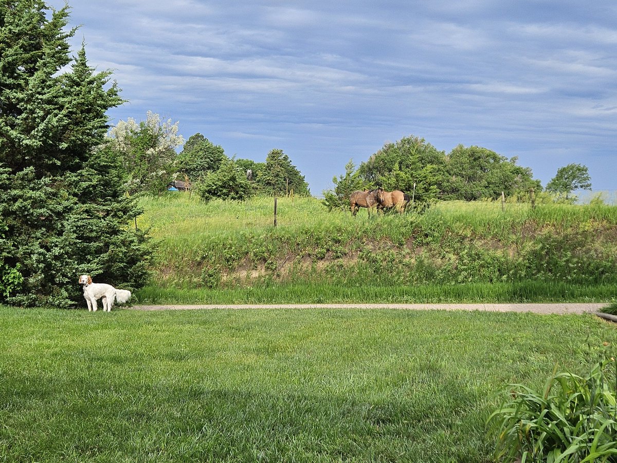 Another beautiful morning! We got a 1/4 inch of rain last night. The neighbors' horses just add to the view.