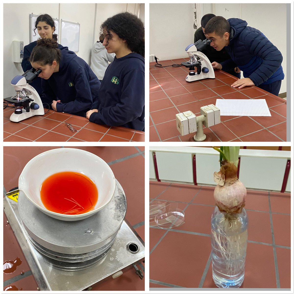 RHHS_BioDept's tweet photo. Mitose d’une cellule végétale préparée par les élèves de ES2 SC. @RHHS_Saida https://t.co/C3TFn3pkeM