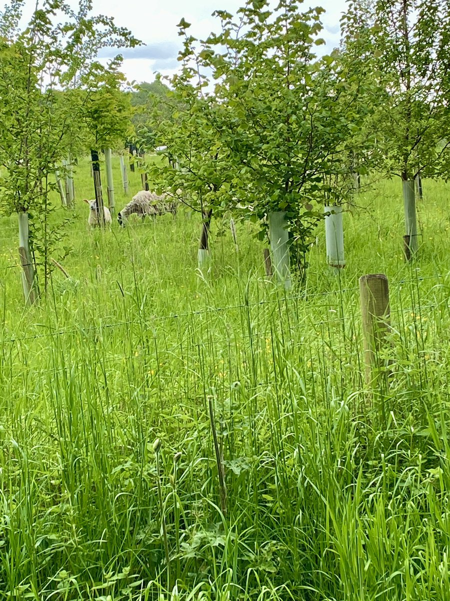 An open &amp; honest tour of <a href="/AllertonProject/">The Allerton Project</a> #agroforestry #nitrogenclimatesmart 🫘 🫛 #oats #covercrops #bicropping #extreme #weather #challenges brilliantly lead by <a href="/JoeWStanley/">Joe Stanley</a>
