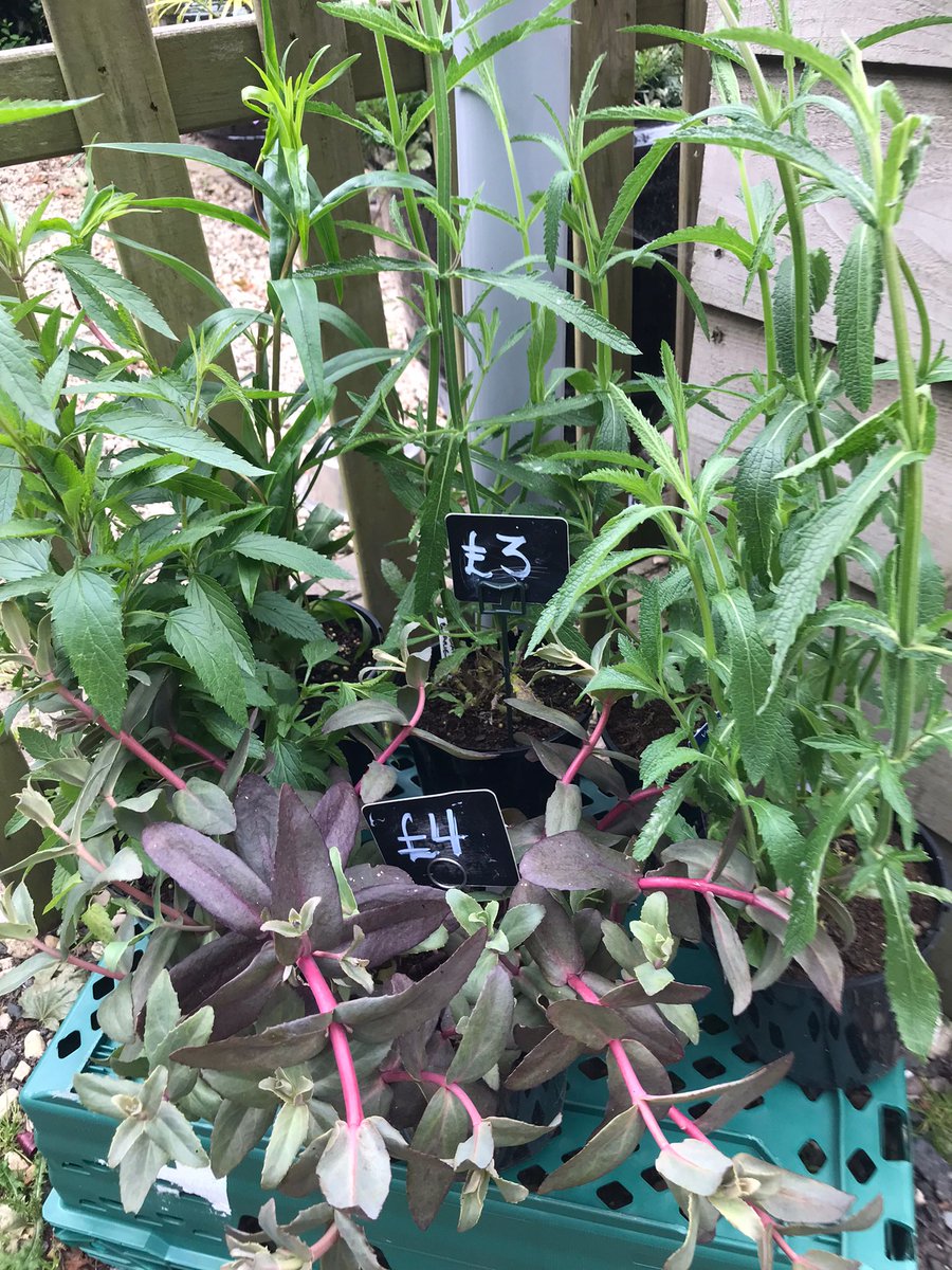 We have some super plants priced from £1. Grown by one of our green-fingered volunteers, proceeds will be shared between The Freedom Day Centre, a local day centre for adults with learning disabilities, and the Shop. So grab yourself a beautiful plant &amp; help a good cause too!