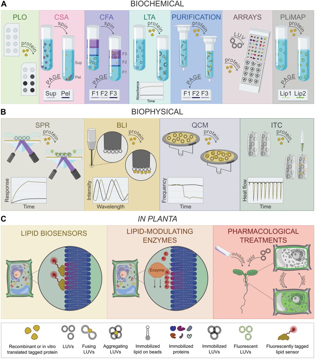 Martin Potocký (@plantmembranes) on Twitter photo Happy to see our new review published in <a href="/JXBot/">JXB @jxbotany.bsky.social</a>. We reviewed the current range of experimental techniques employed to study plant protein-lipid interactions, integrating biochemical, biophysical and microscopic methods. <a href="/cell_biologyCZ/">cell-biology.cz</a> <a href="/UEBavcr/">ÚEB AV ČR</a> doi.org/10.1093/jxb/er… Happy to see our new review published in <a href="/JXBot/">JXB @jxbotany.bsky.social</a>. We reviewed the current range of experimental techniques employed to study plant protein-lipid interactions, integrating biochemical, biophysical and microscopic methods. <a href="/cell_biologyCZ/">cell-biology.cz</a> <a href="/UEBavcr/">ÚEB AV ČR</a> doi.org/10.1093/jxb/er…