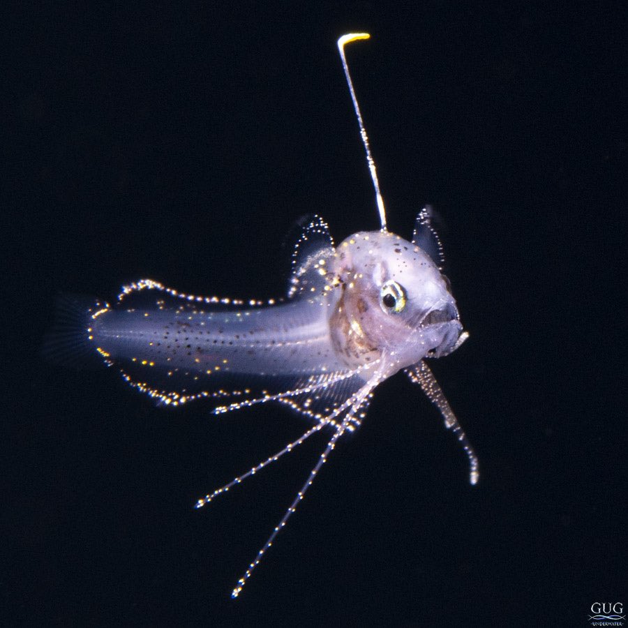 GugUnderwater's tweet photo. After never having seen a larval Antenna Codlet (Bregmaceros atlanticus), I found two last month! <1cm long
#codlett #antennacodlet #bregmaceros #bregmacerosatlanticus #larvalfish #blackwater #blackwaterdiving #blackwaterphotography #gug #chrisgug #gugunderwater https://t.co/5IuQtYC5It