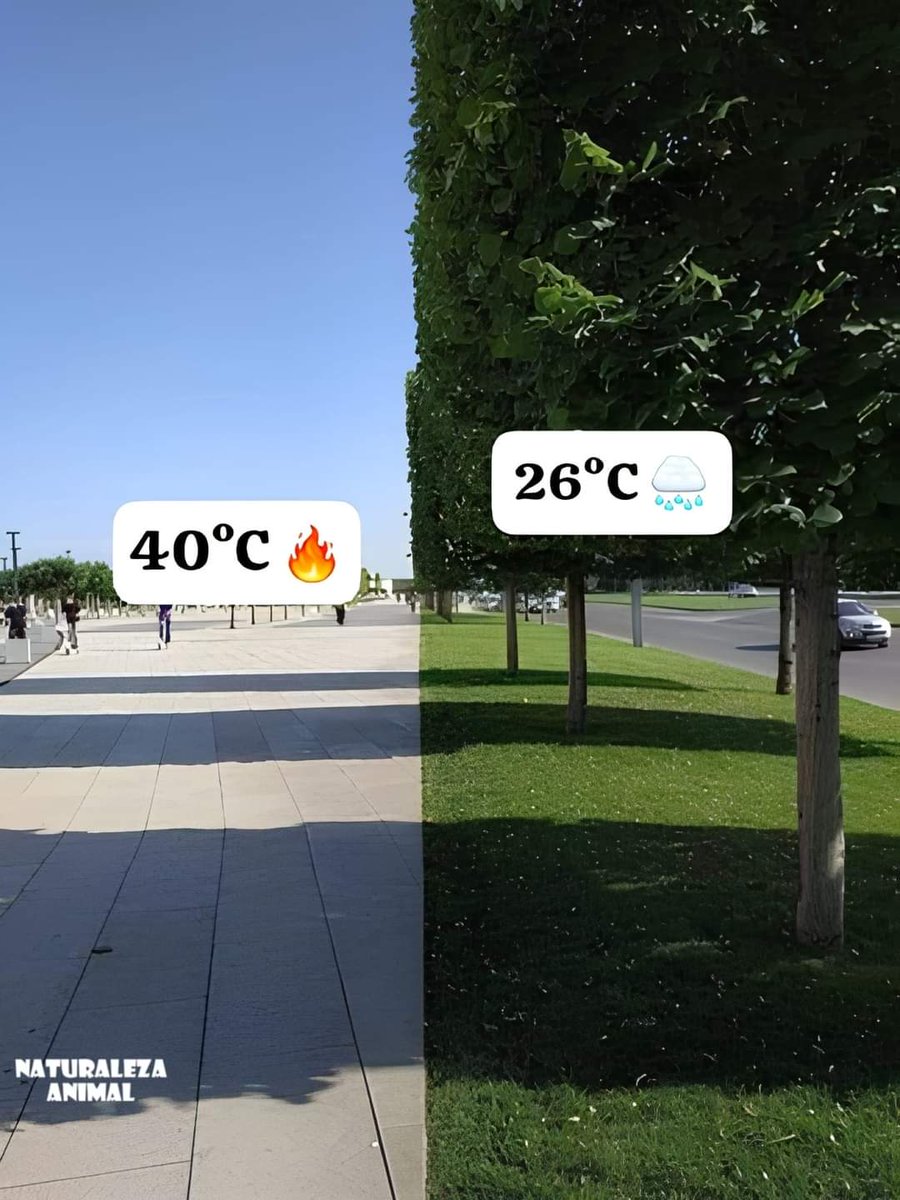 ¡Las ciudades necesitan árboles ahora! Planta más, respira más fácilmente. 🌱🌳🙌 #SanctiSpíritusEnMarcha