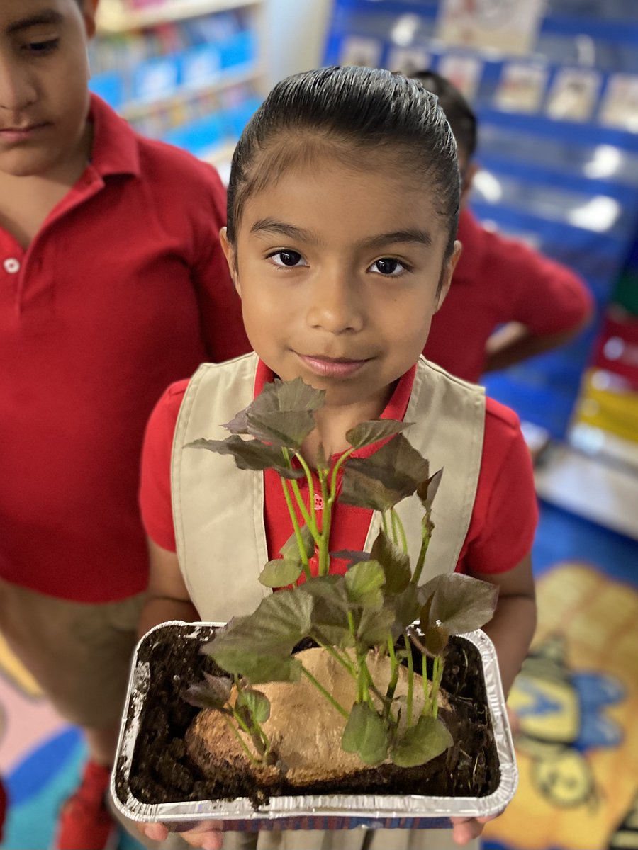 NurseReardon's tweet photo. We learned how to make sweet potato slips! We can’t wait to plant them next week and see what happens when we come back to school in September!🍠🍠🍠#PrimaryPatch #BESTslipsever@rbpsEAGLES @DreamBigRB @RedBankSup @jrigby105 https://t.co/CXNohDrfoB